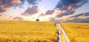 Покупаем зерновые,  масличные культуры,  дорого
