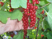 Продам саженцы красной смородины. 