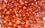 Куплю кукурузу,  сорго,  зерноотходы,  просроченный посевной,  Черкасы