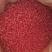 Семена кукурузы,  насіння кукурудзи ТАР-349