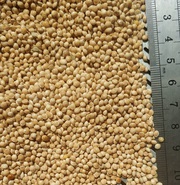Просо семена сорт Омрияне 1 репродукция