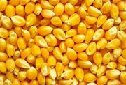 Куплю кукурузу