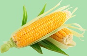 Кукуруза продать. Кукуруза куплю