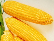 Закупаем кукурузу в Украине