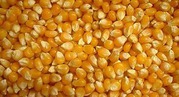 Куплю зерновые дорого