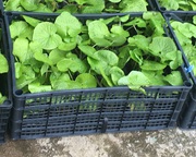 108 x WASABI PLANTS sadzonki sushi plant pflanze japan farm