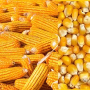 Куплю зерновые по всей  Украине