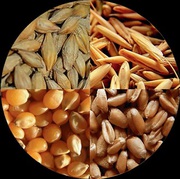Постоянно закупаем зерноотходы зерновые,  масличные,  бобовые