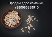 Предлагаем к поставкам ядро кондитерского подсолнечника.