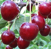 Продам вишню нового врожаю