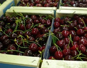 Продам вишни. В наличии большие объемы