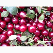 Вишня продам опт. Новый урожай.
