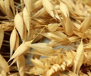 Закуповуємо ячмінь,  пшеницю,  горох,  рапс