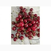 Вишня продам опт. Новий урожай.
