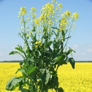 Куплю ячмінь,  ріпак,  горох,  пшениця з місця