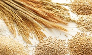 Пшениця,  ячмінь,  ріпак,  горох куплю з місця