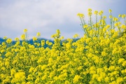 Постійно закуповуємо зерновідходи ріпаку,  соняшнику.