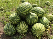Продам арбузы,  новый урожай!