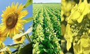 Відхід соняшнику куплю. Зерновідходи ріпаку куплю.