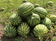 Продам кавуни,  новий урожай!