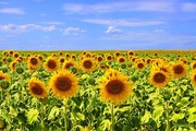 Постійно купуємо відхід ріпаку,  відхід соняшнику