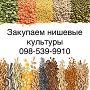 Закупаем нишевые культуры! Кондитерскую и тыквенную семечку Лен Нут 