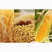 Закуповуємо відходи кукурудзи,  пшениці,  сої,  соняшнику