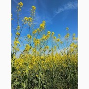 Закуповуємо зерновідходи ріпаку,  зерновідходи соняшнику