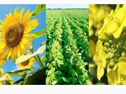 Відхід соняшнику,  відхід ріпаку куплю. Самовивіз