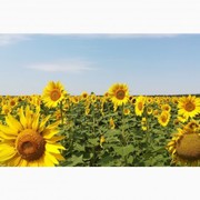 Зерноотход подсолнечника,  отход рапса куплю с самовывозом