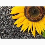 Отходы рапса и подсолнечника куплю