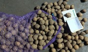 Продам картоплю власного виробництва.