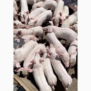 Продам поросят з доставкою