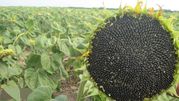 Продам соняшник опт