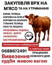 Закупівля ВРХ на м’ясо та на утримання