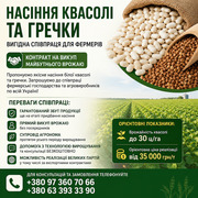 Насіння квасолі та гречки — вигідна співпраця для фермерів