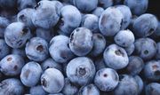 Куплю лохину дорого