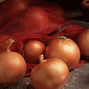 Продам ЛУК Репчатый